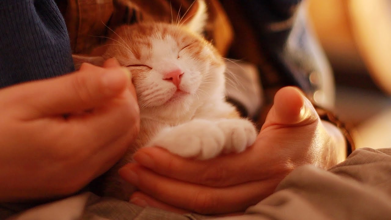 Спа для котят + Мурлыканье АСМР (мама была массажистом ..?)