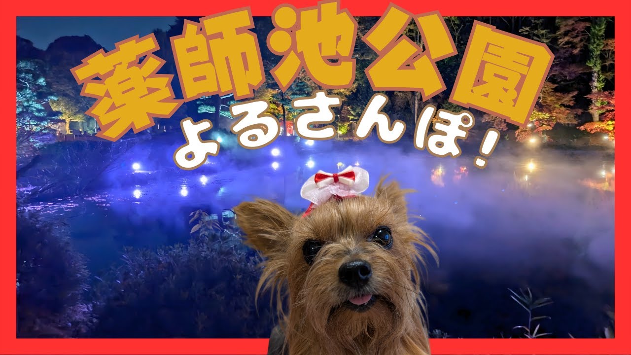 ヨーキーLanと夜の薬師池公園🍁✨ 紅葉まつりライトアップで幻想的お散歩