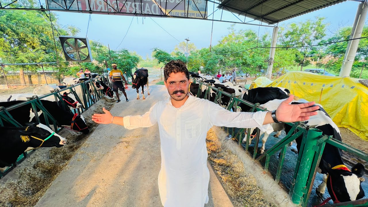 King is King👑Fully Hi-Tech Dairy Farm Management | Gurwinder Dairy Farm