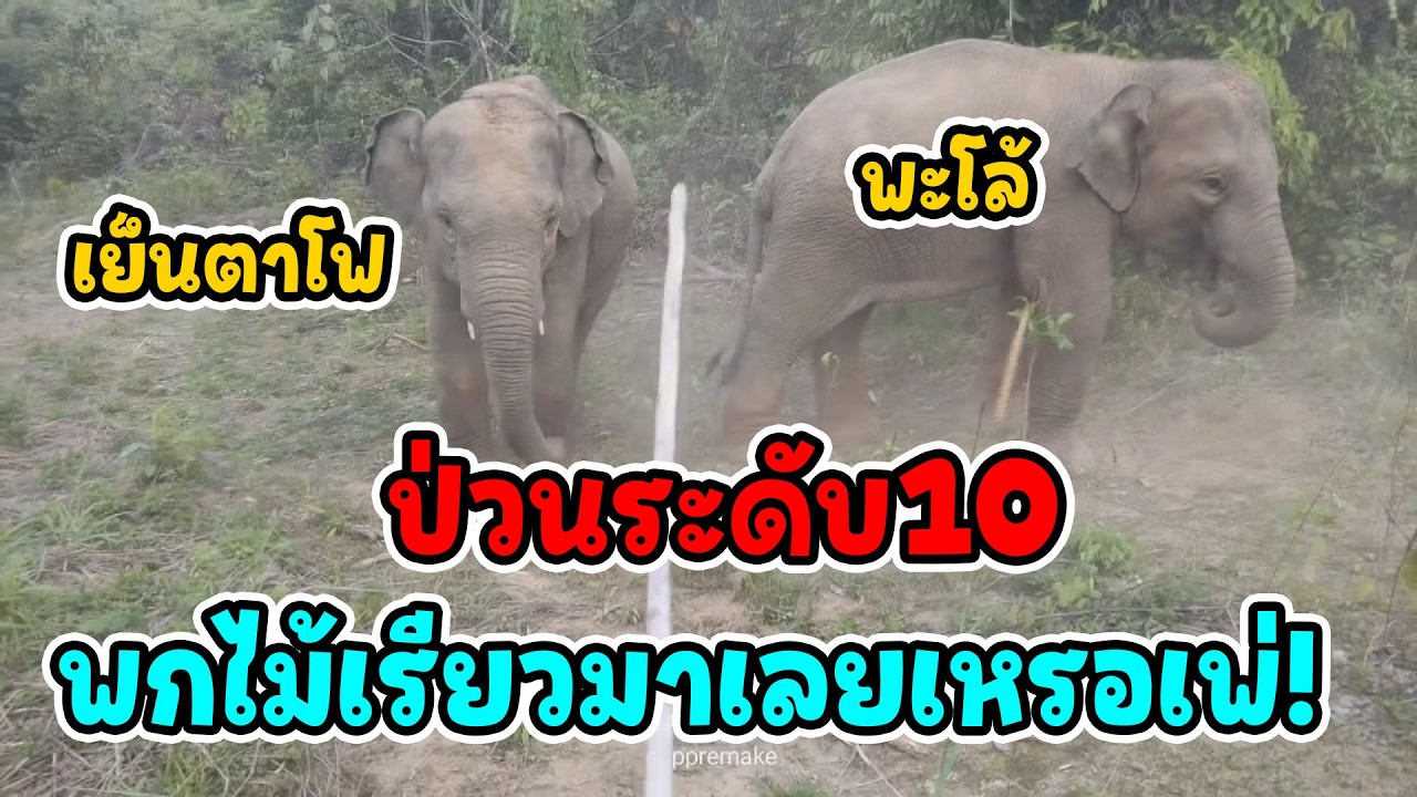 ไม้เรียวในมือสั่น! เมื่อต้องมาคุมช้างป่าสายมึน 