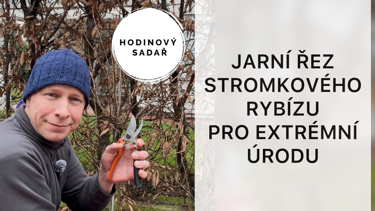 ‼️ Jak a kdy stříhat rybíz ‼️ Nepřipravte se zbytečně o úrodu rybízu ‼️