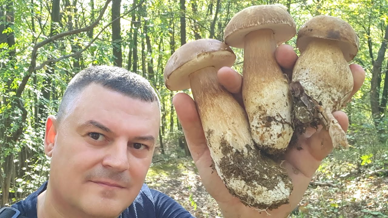 Berba Gljiva - Vrganja Kakvih Hoćete !