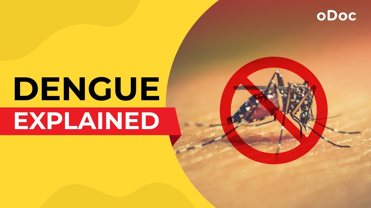 Dengue - Explained | Vlog the Blog Series | oDoc