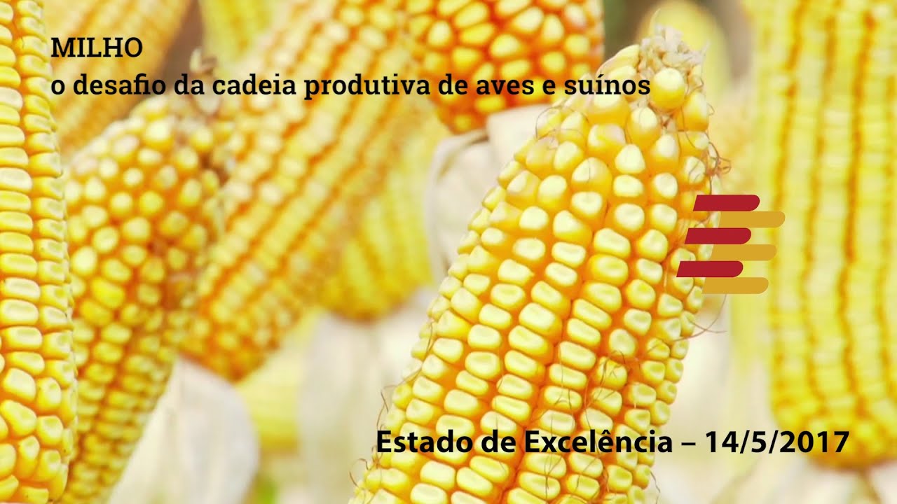 Milho, o desafio da cadeia produtiva de aves e suínos