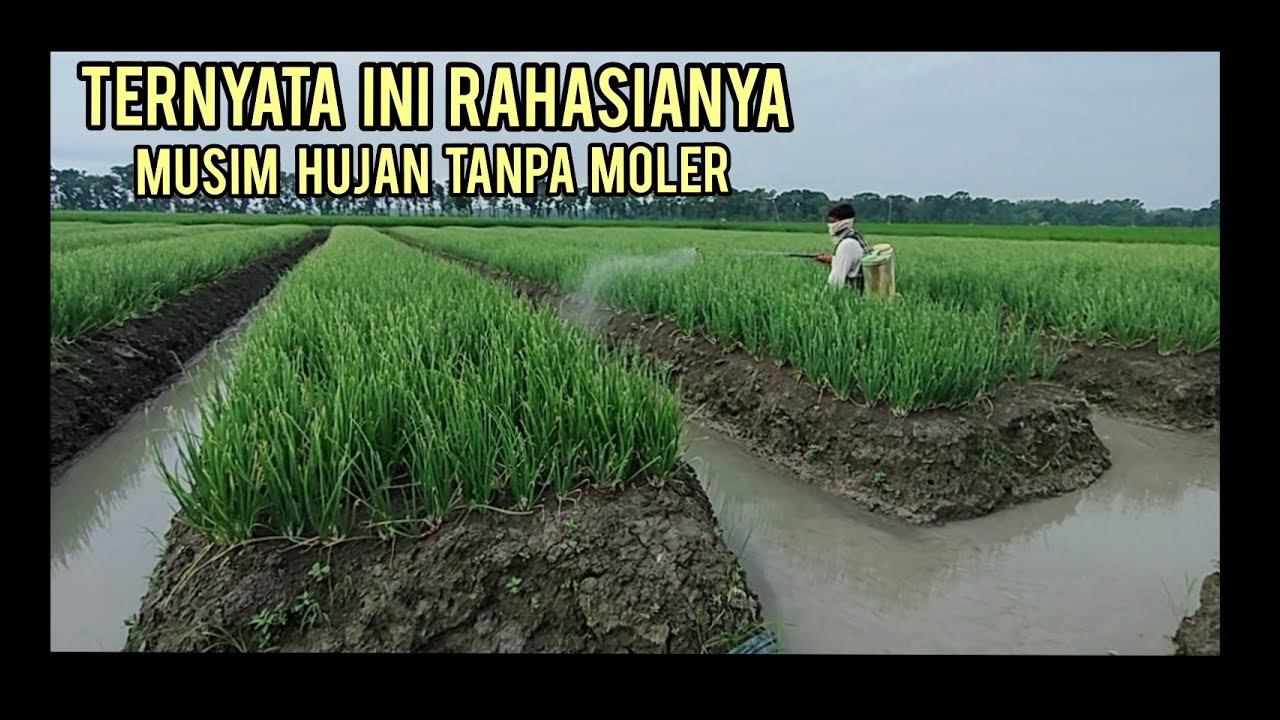 TERNYATA DENGAN CARA INI TANAMAN BISA TERHINDAR DARI MOLER ||BEDENGAN TINGGI||