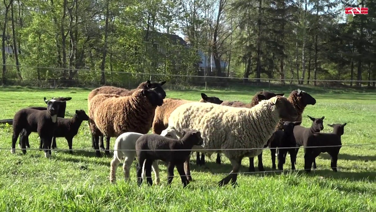 BOERDERIJ - Schaapjes voeren