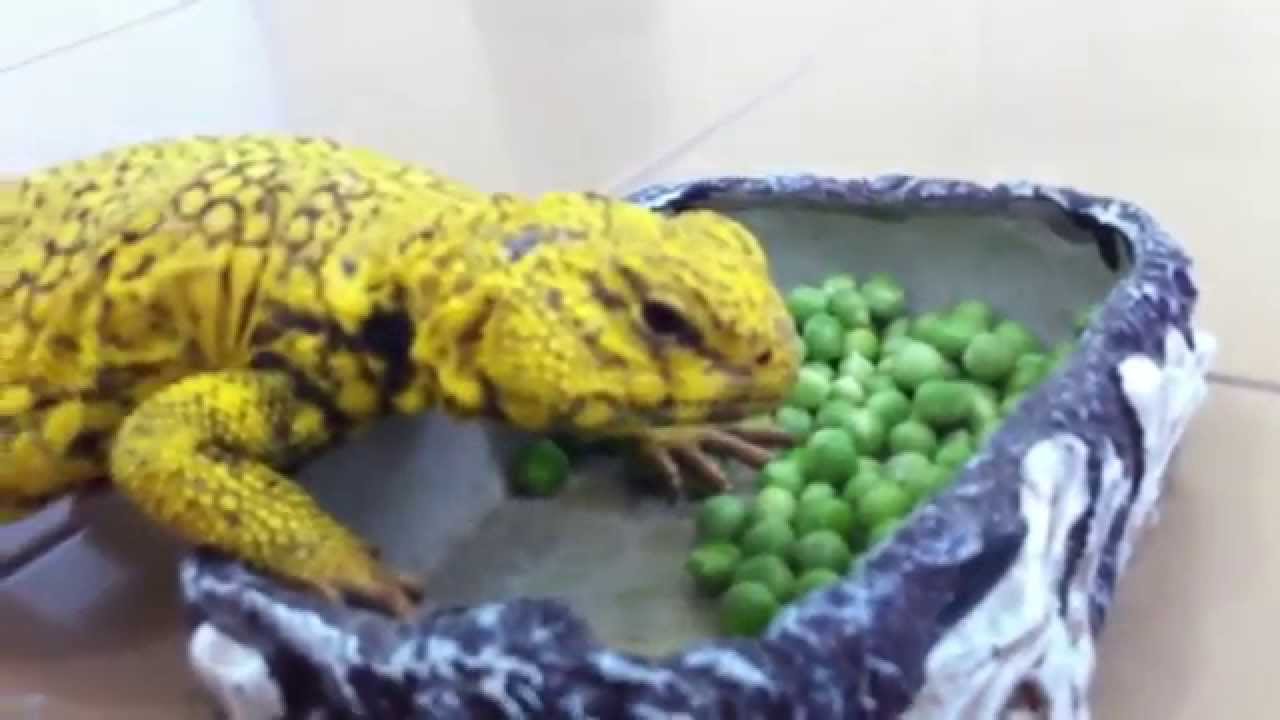 Uromastyx feeding 2013.
