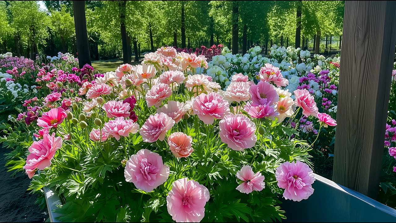 Нежные цветы, спокойный разум 💗 Умиротворяющий момент в саду, чтобы снять напряжение 🌿