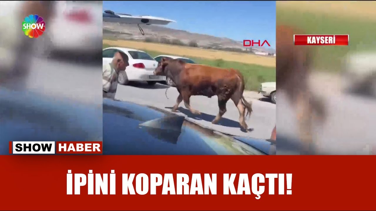 Kurbanlıklar kaçtı, sahipleri kovaladı!