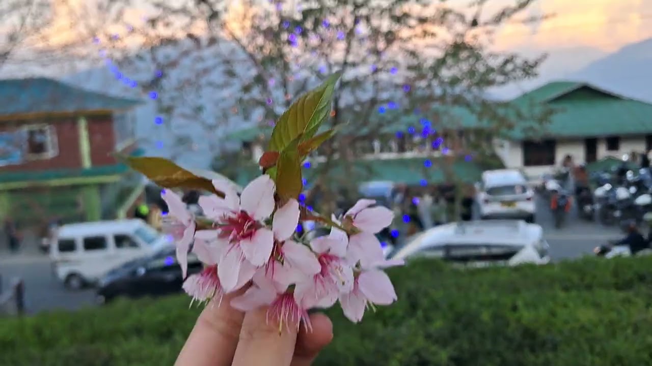 6 sec of nature 