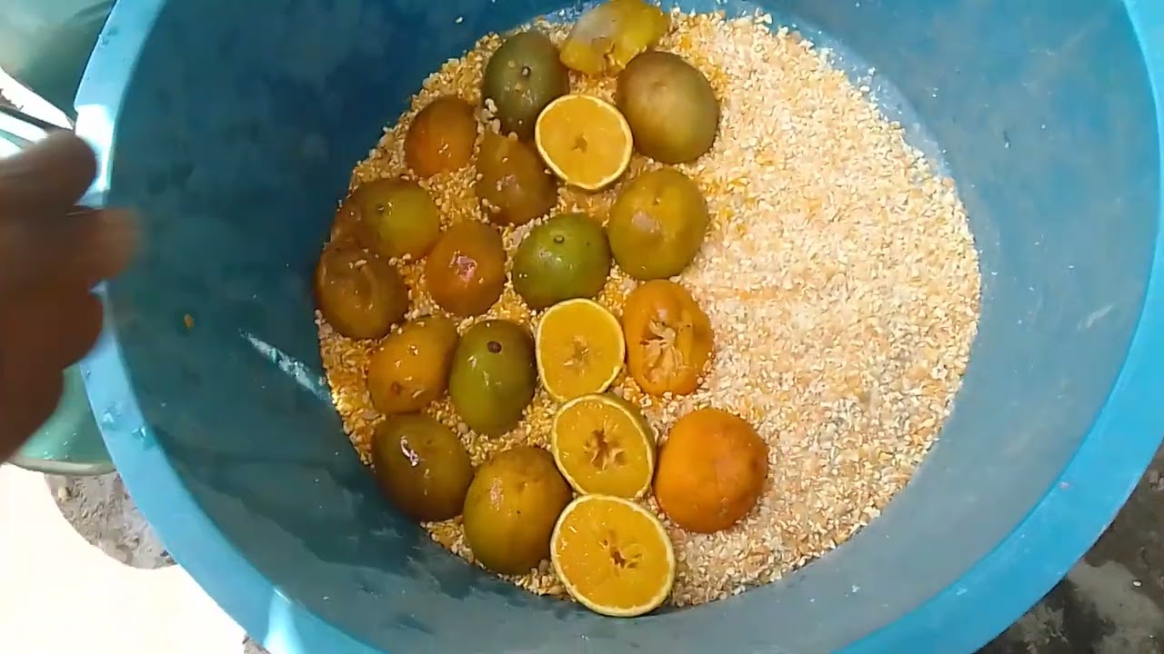 Fazendo o preparo pra atrair a mosca soldado negro .