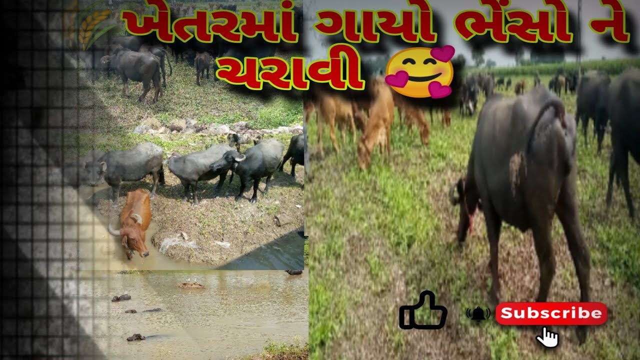 🥰આજેમાંડવી ભેળવી 🤩 ગાયો ભેંસો ને મોજ 😀|Ajay Mandvi Bhairavi |#dspashupalanblog #viralvideo#maldhari