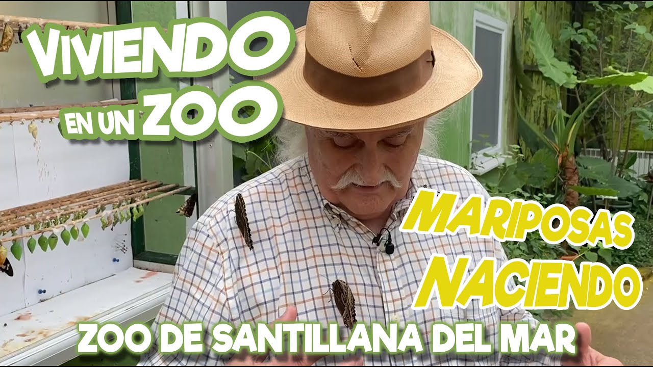 Mariposas naciendo