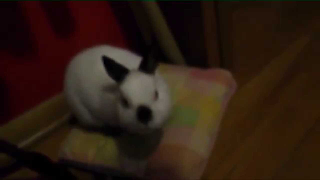 HERE BUNNY BUNNY (DAY 427 7-1-14)