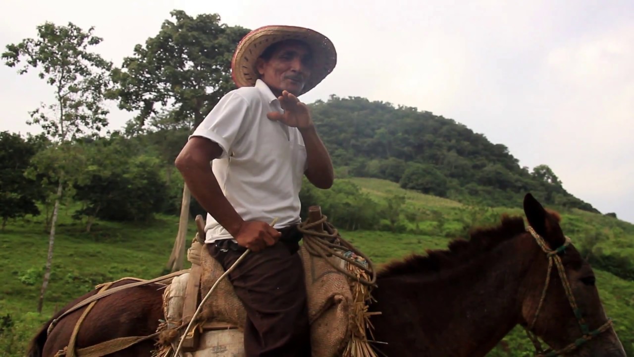CERROS Y BOSQUE DE VIDA -Montes de María - CULTIVAR ALIMENTOS ES COSECHAR PAZ