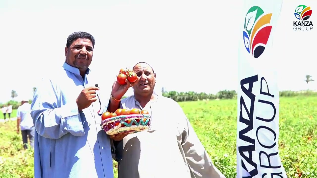طماطم اريكا في الحر شغال و في الطراوة شغال 🍅💪