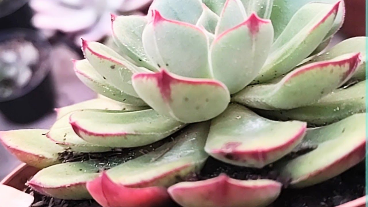 TOP 10 SUCULENTAS DA SEMANA PINK DONNA, WATER LILY, MELODY, JOAN DANIEL, LULU, ORPET #plantas