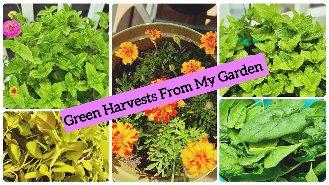 Our First Harvest Of Veggies In USA - Part 2 | Gardening Vlog #tamil#garden#usa#harvest#vlog