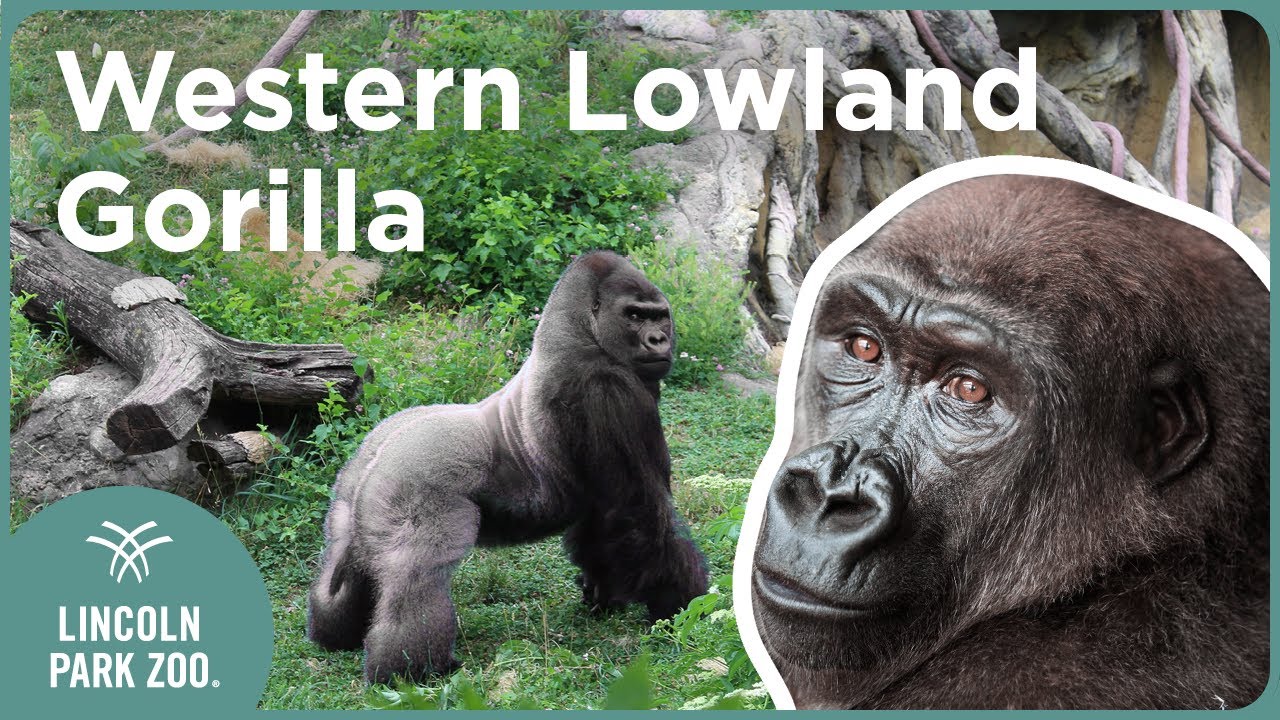Interesting Gorilla Facts 🦍 Western lowland gorilla fun facts