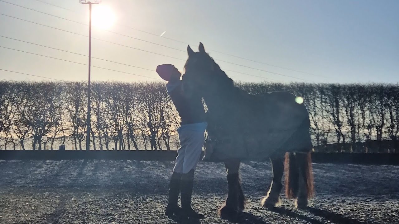 Calming Horse Grooming & Join-Up | Natural Horsemanship With No Talking