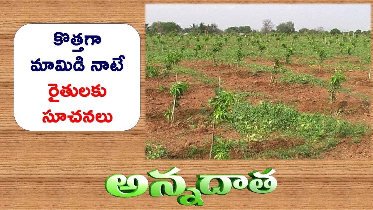 Tips For Raising Mango Orchards || ETV Annadata
