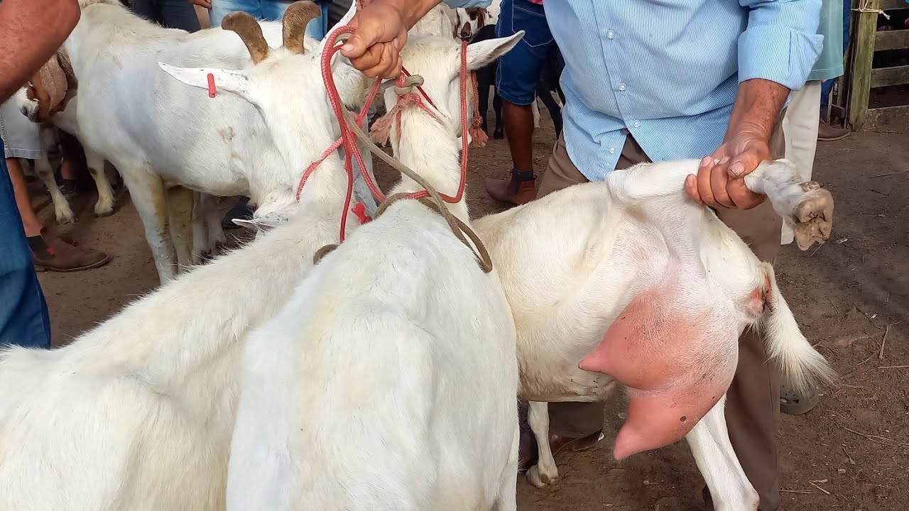 CABRAS LEITEIRAS CHEGANDO ATE 6 KG NA FEIRA EM CAMPINA GRANDE-PB 11/10/2023
