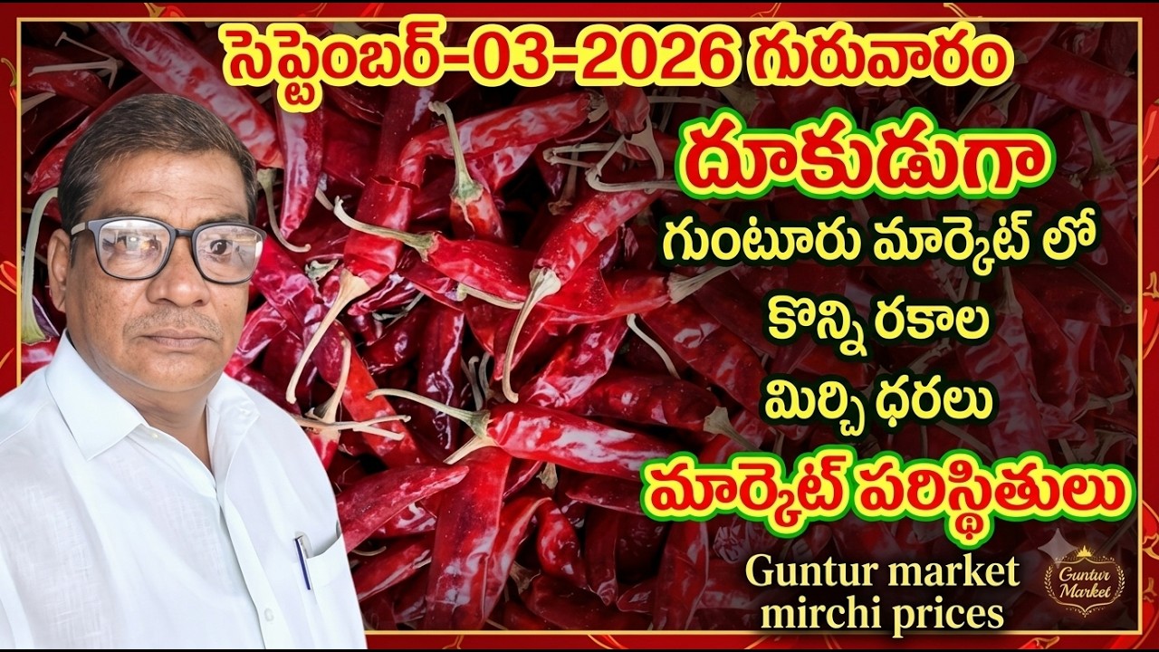 03-SEPTEMBER-2026 GUNTUR MARKET MIRCHI PRICE|గుంటూరు  మార్కెట్ మిర్చి ధరలు|అన్ని రకాల మిర్చి ధరలు