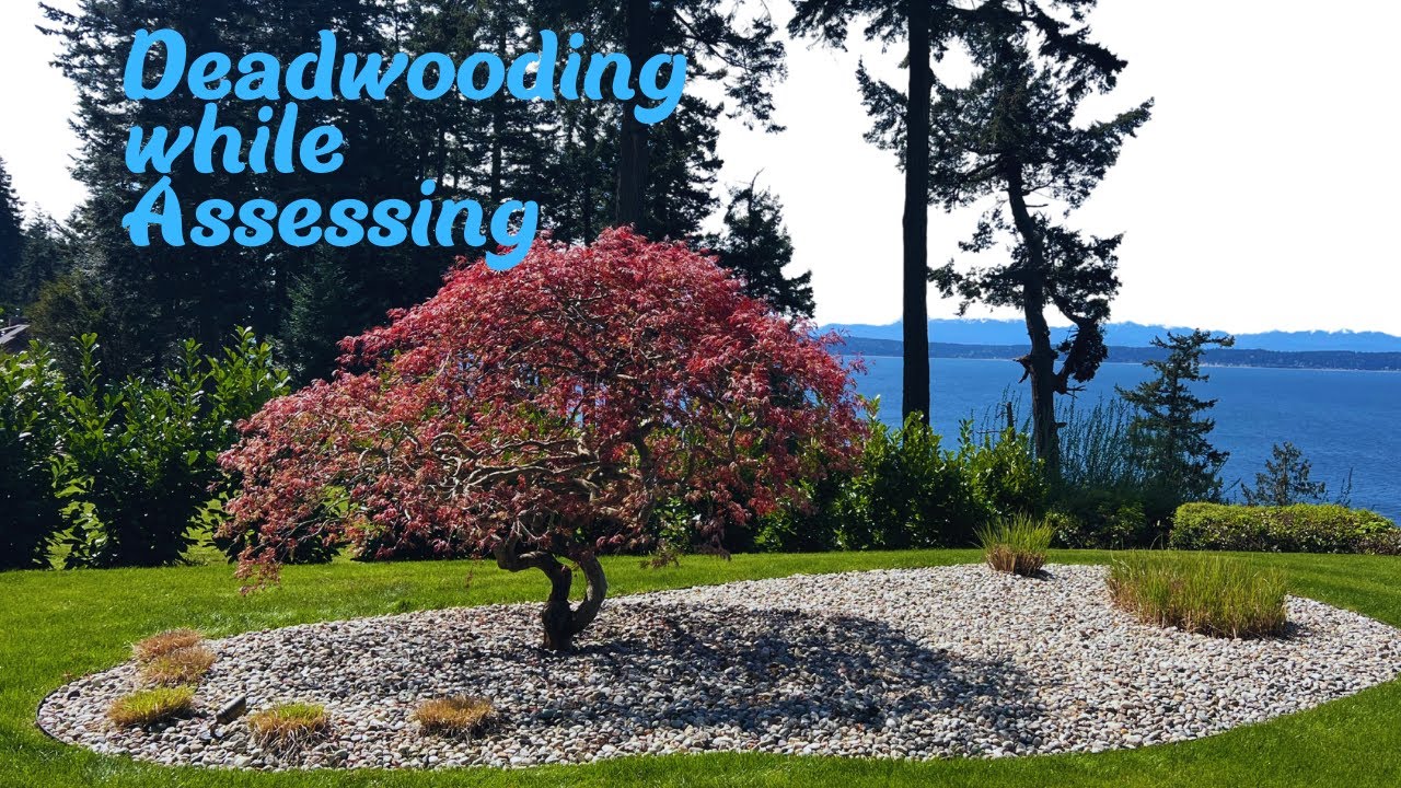 Removing Deadwood and Assessing a large Japanese laceleaf Maple - The first step in pruning