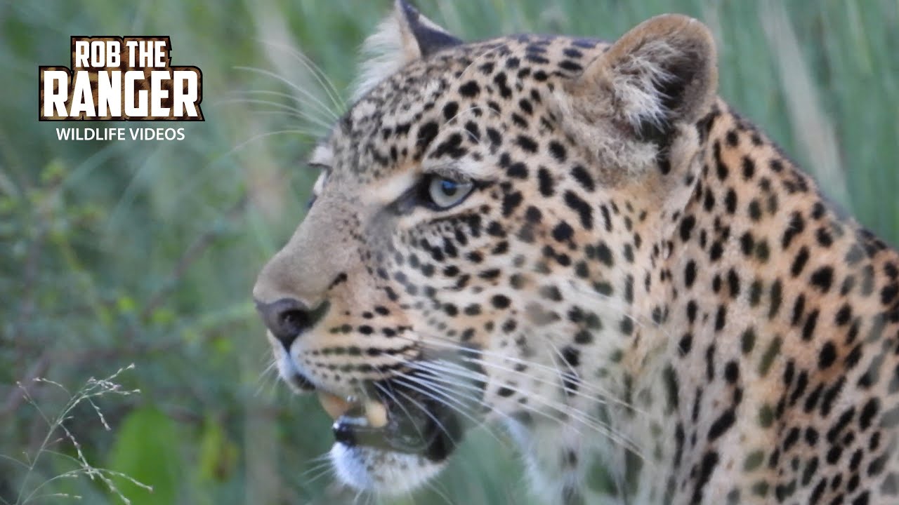 Beautiful Leopard Waits To Show Us Her Tiny Cub!! | Lalashe Maasai Mara Safari