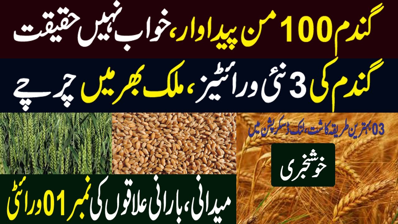 Best Wheat Variety 2022 | 03 New Best Wheat Variety Record Production | Wheat Farming in Pakistan ||