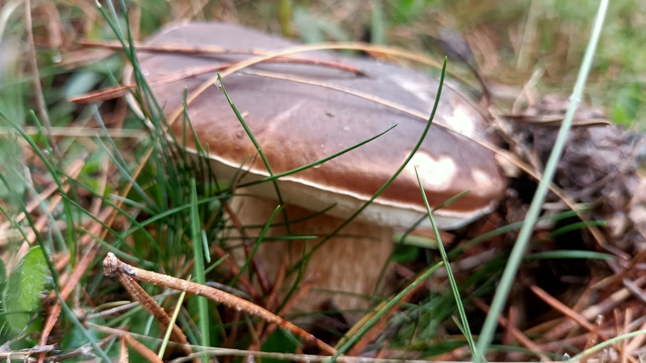 Boletus y níscalos a montones, llenamos la cesta!!!