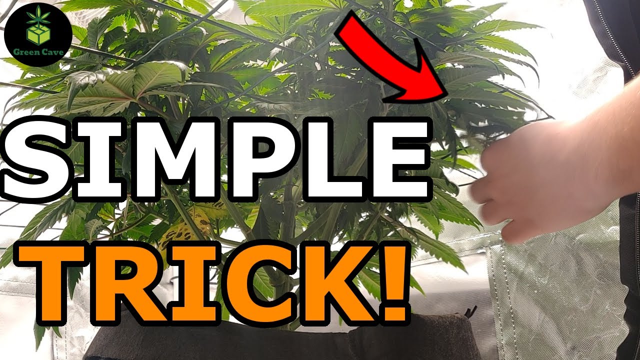 LOLLIPOPPING - Bigger BUDS - Beginner Grow - White Widow (Week 2 Flower)