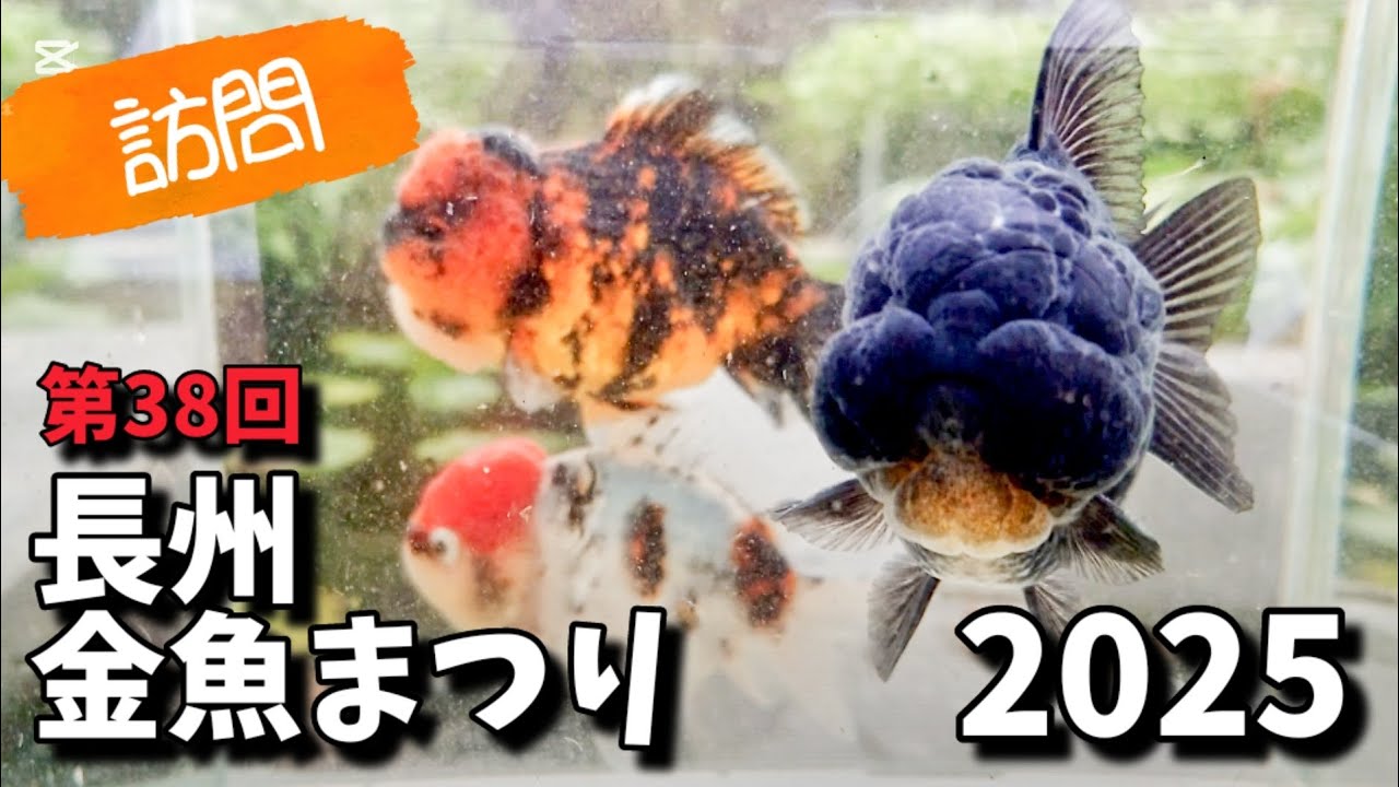 長洲金魚まつりに潜入!!