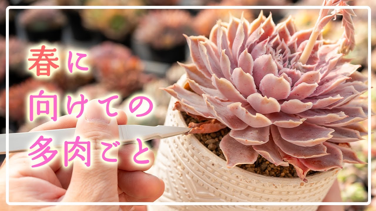 【春まであと1ヶ月】楽しいお手入れで夏も安心！