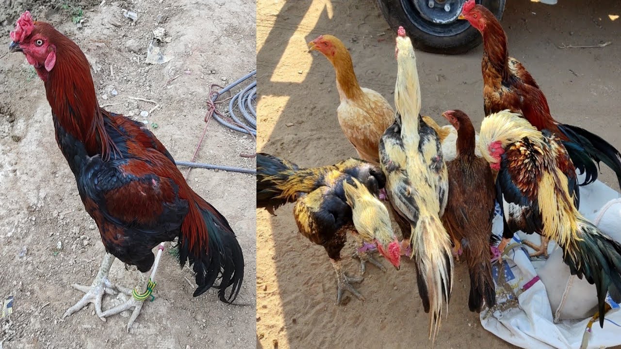 Tukkuguda Every Monday Market || Aseel Murga Market || Hens