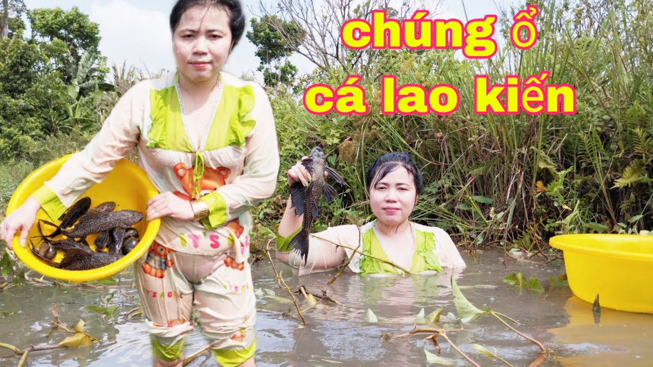 MÒ CÁ BẮT ỔC CHÚNG Ổ CÁ LAO KIẾN/CÁI KẾT ẤM LÒNG
