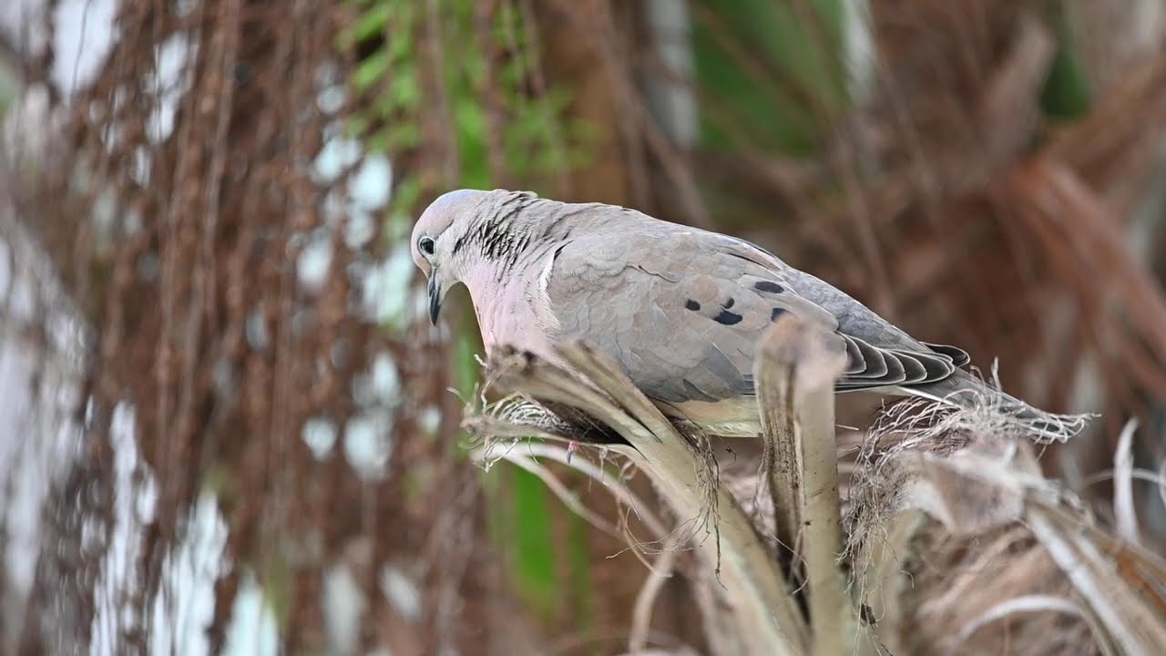 Western Peruvian Dove in Manta Ecuador