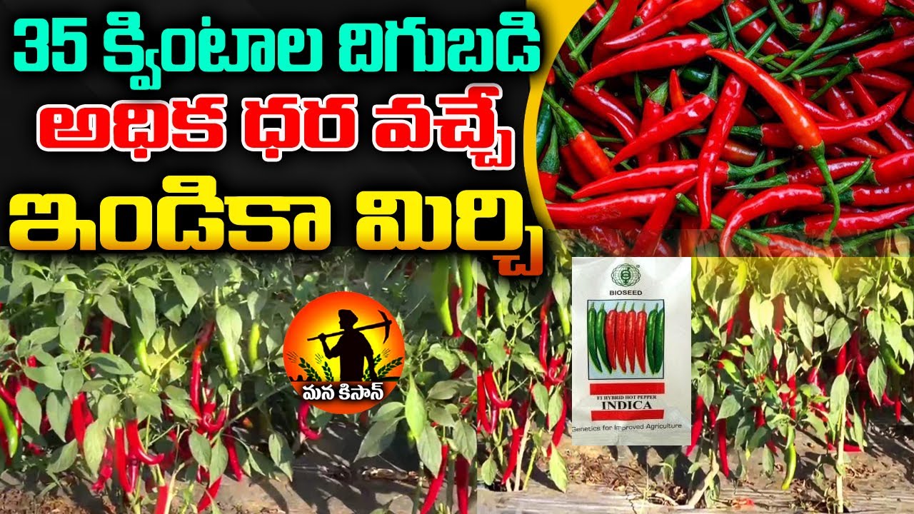 35 క్వింటాల దిగుబడి అధిక మార్కెట్ ధర పలికే ఇండికా మిర్చి || Bioseed Indica Mirchi || mana kisan