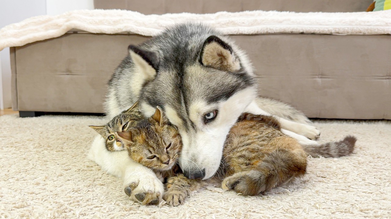 Husky Needs Cuddles&hellip; But the Kittens Have Other Plans!!