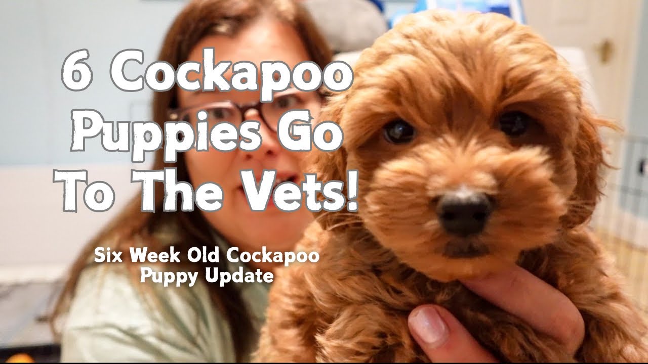 6 Week Old Cockapoo Puppies Update | Vet Trip, DNA Test for Winnifred, Guardian Homes Explained 