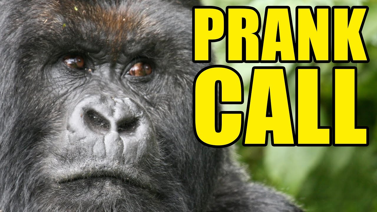 Rainforest Cafe (Prank Call)