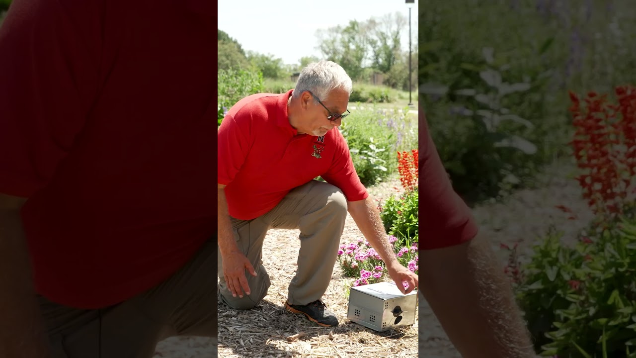 How to Trap Voles | Box Trap Tips from Wildlife Biologist Dennis Ferraro
