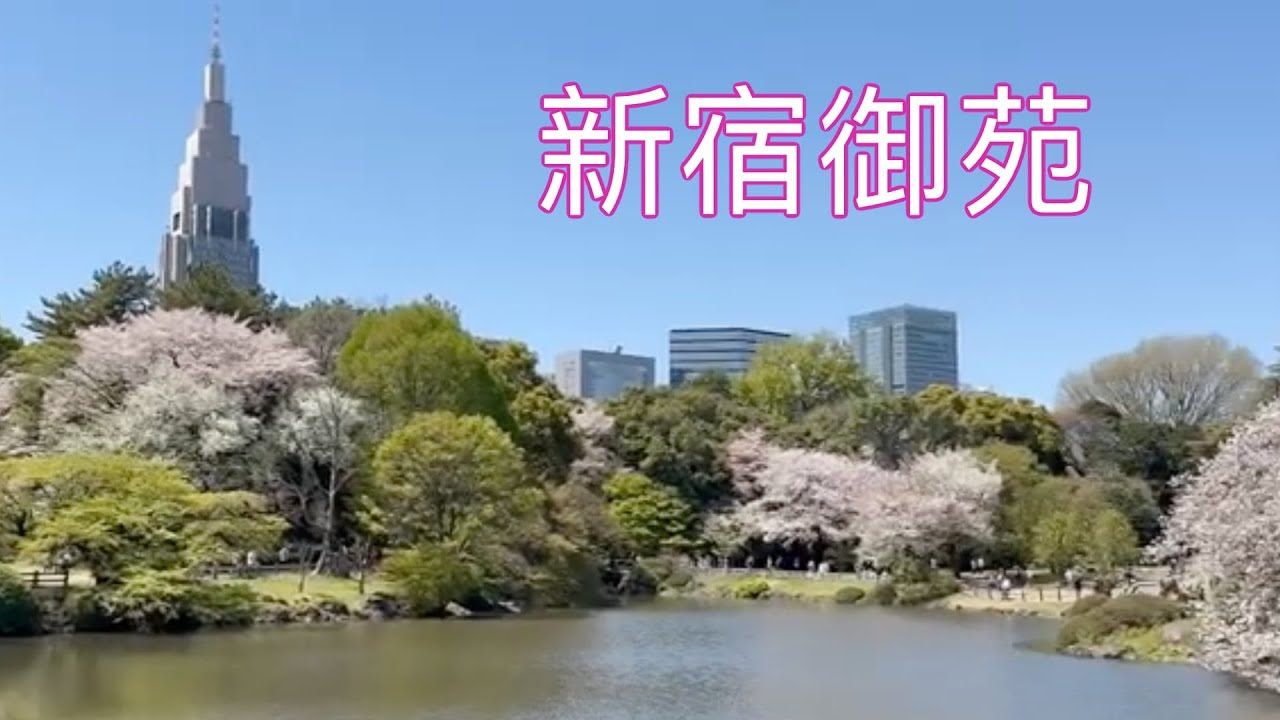 東京「新宿御苑」櫻花盛開 繽紛絕美