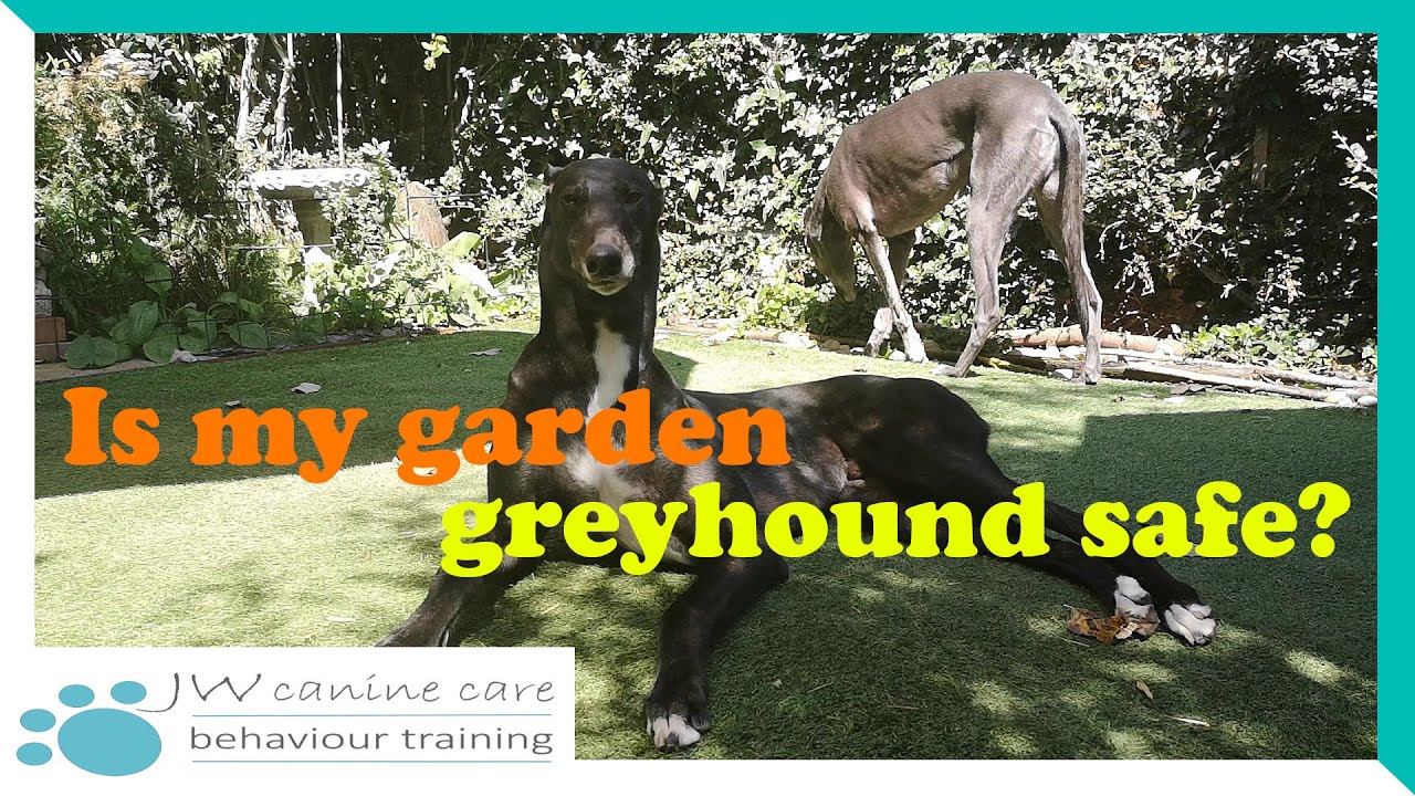 Is your garden safe for a greyhound?
