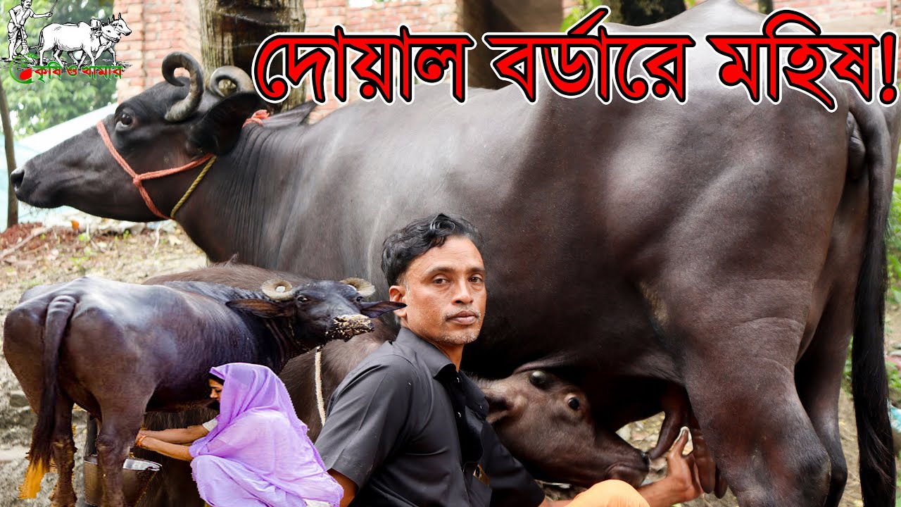 ভারত বর্ডারের কাছাকাছি থেকে আনা ইন্ডিয়ান মুররা জাতের একজোড়া দুধের মহিষ ও ১ টি প্রেগন্যান্ট মহিষের