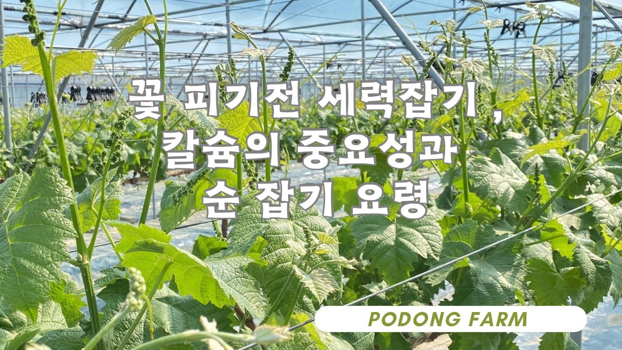 칼슘관주의 중요성 그리고 세력관리와 순잡는 요령입니다!!