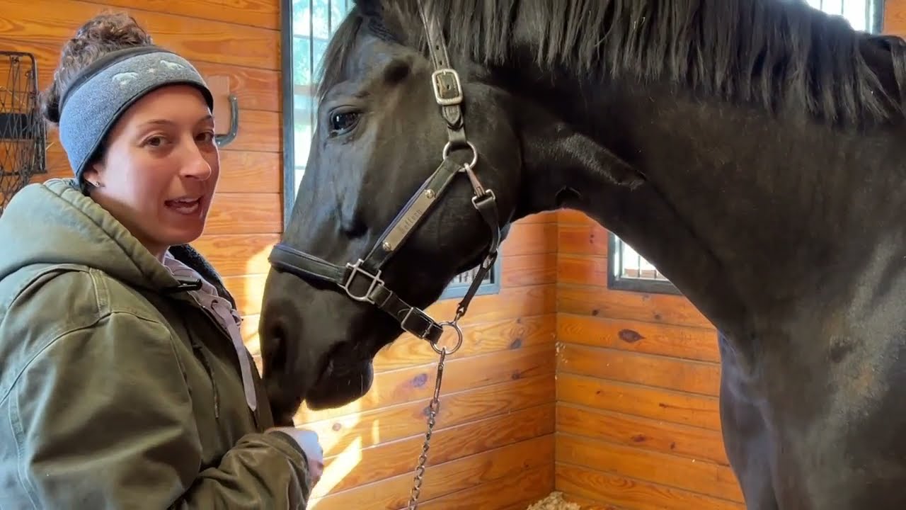 Horse Massage With Hand-Held Percussive Tool