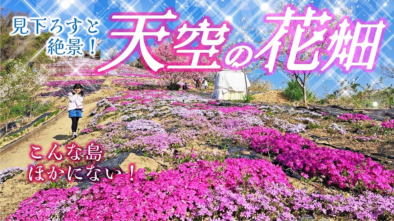 【感動】今大注目！志々島の｢天空の花畑｣｢大楠｣とは！？