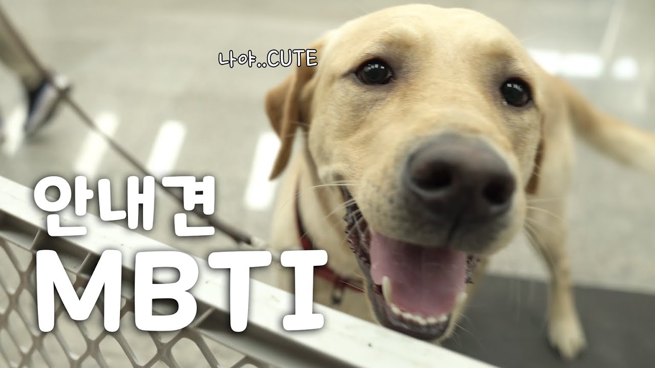 안내견에게도 MBTI가 있다면?