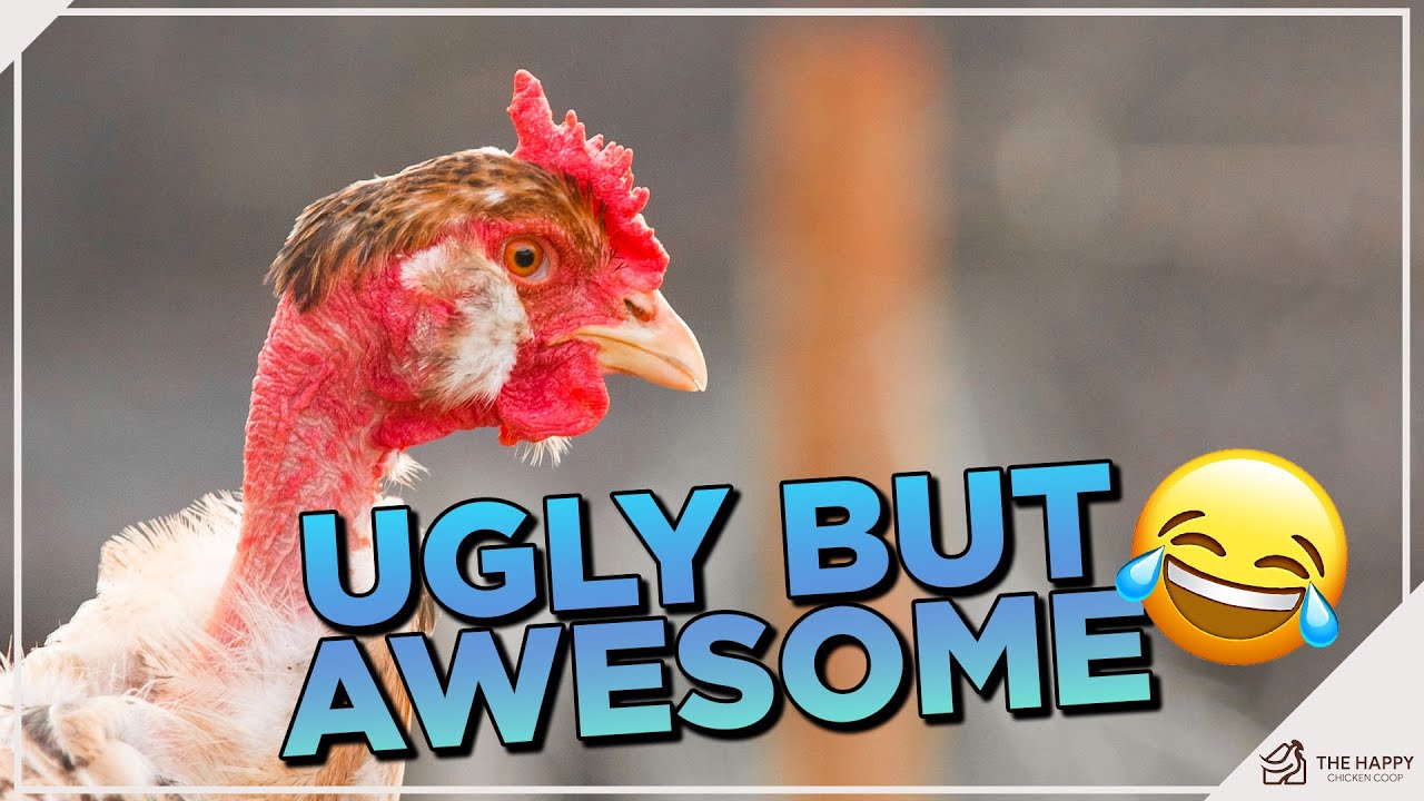 Bald is Beautiful: Unraveling the Mystery of Naked Neck Chickens!